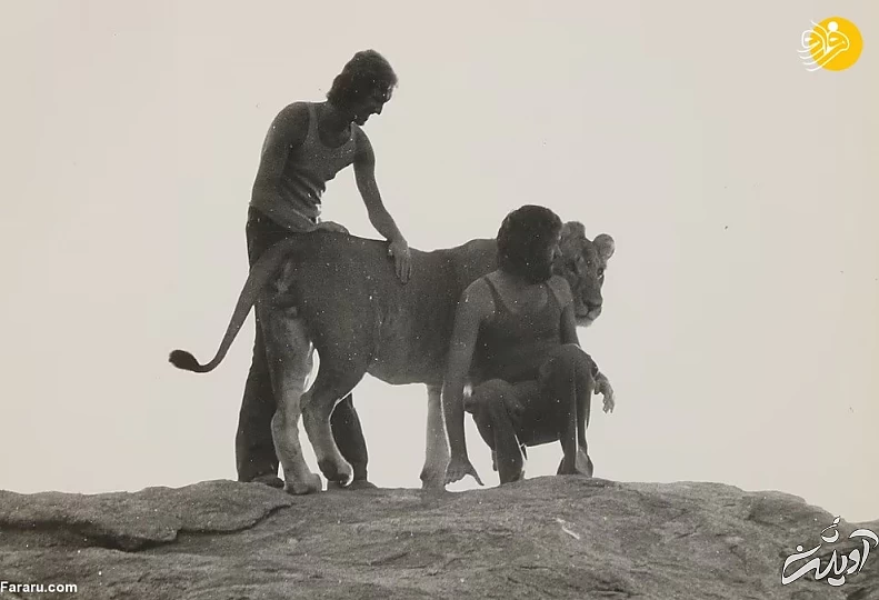 (تصاویر) داستان یک شیر؛ از بنز سواری تا رهایی در حیات وحش کنیا